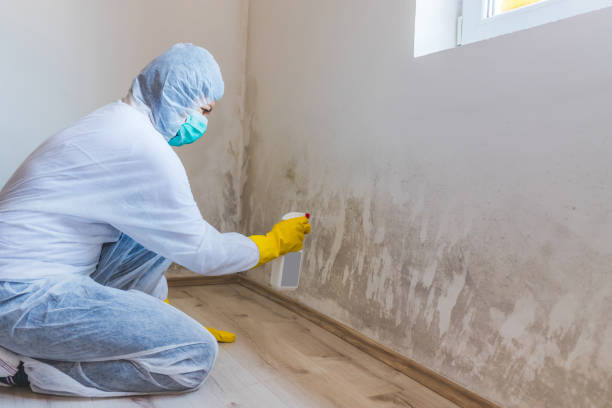 Licensed Mold Remediation service in South Bend, WA - 24 Hour Mold Removal