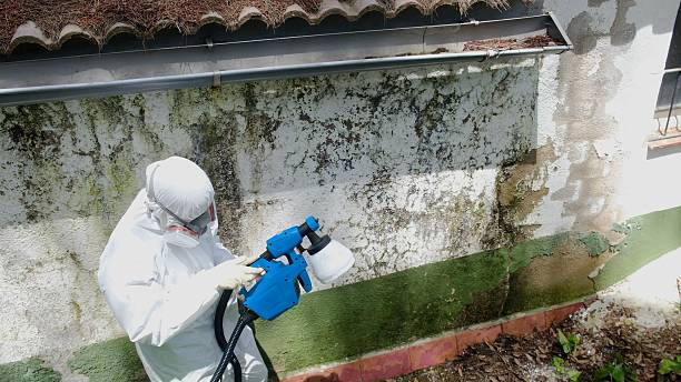 Top rated local Mold Remediation specialists in South Bend, WA